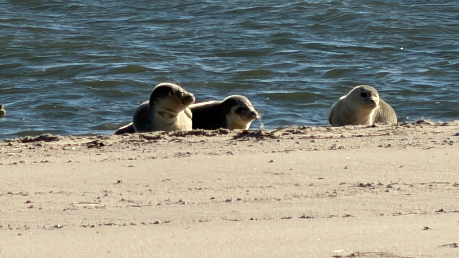 Zwei Robben am Strand des Ellenbogens